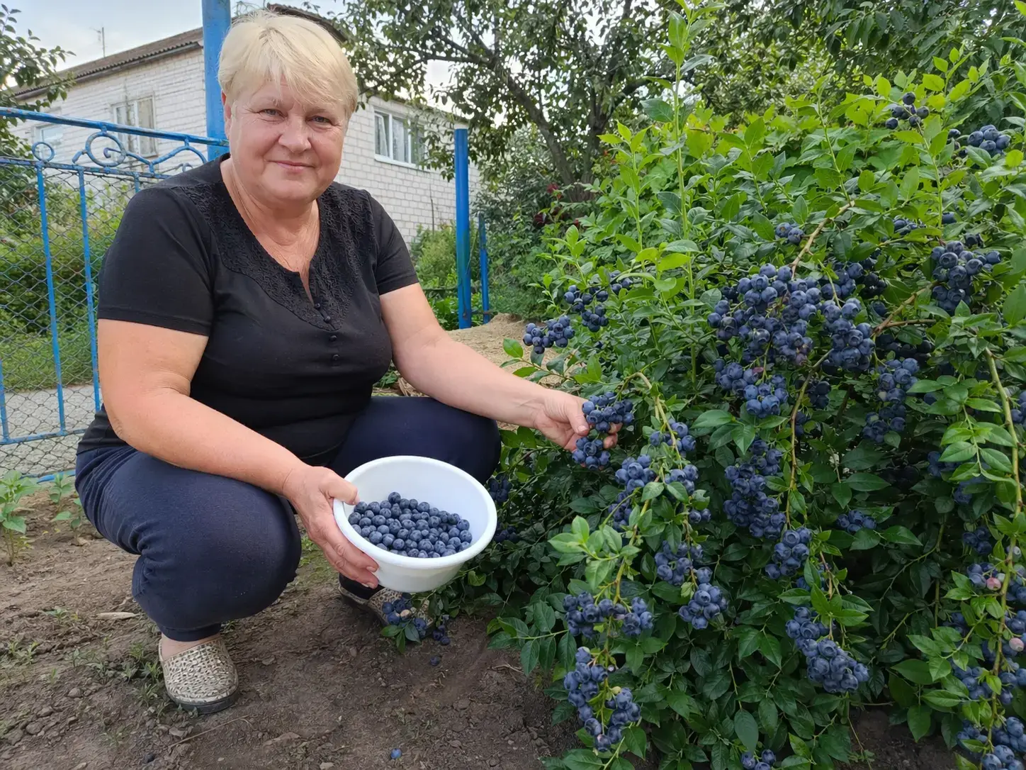 Кущ лохини Мелана